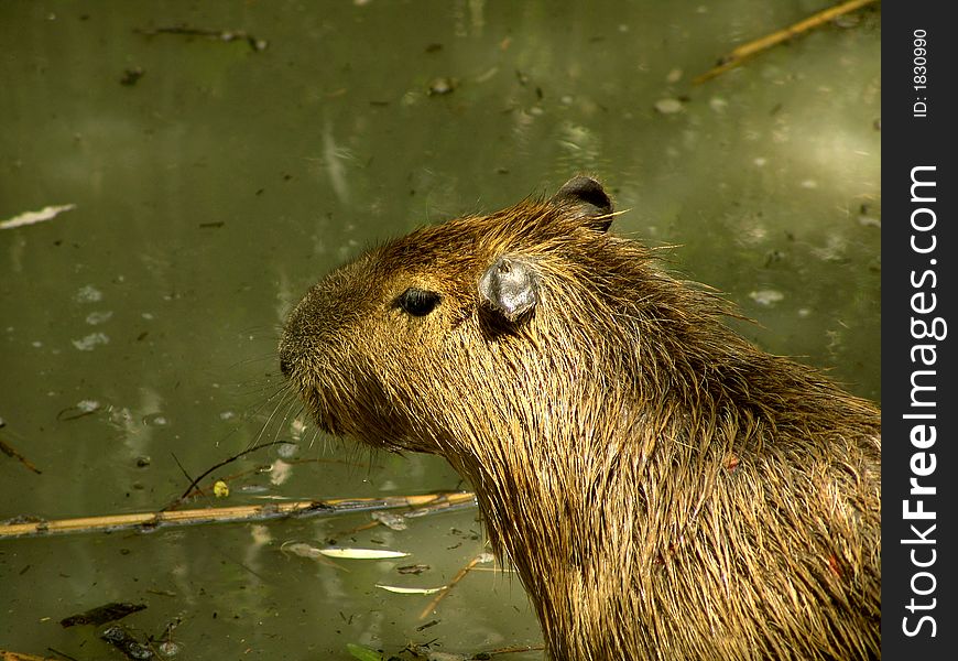 Capibara, hydrochoerus hydrochaeris, a large South American rodent resembling a long-legged guinea pig. Capibara, hydrochoerus hydrochaeris, a large South American rodent resembling a long-legged guinea pig