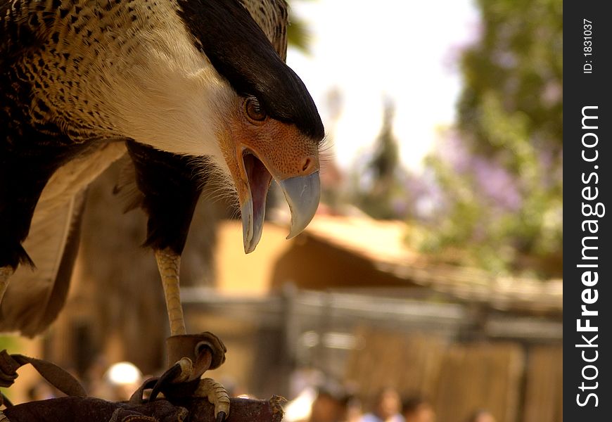 Large, broad-winged falcon; native to S USA and South America; inhabits open country to considerable altitudes; eats many types of animal or carrion; will rob other birds of prey. Large, broad-winged falcon; native to S USA and South America; inhabits open country to considerable altitudes; eats many types of animal or carrion; will rob other birds of prey.