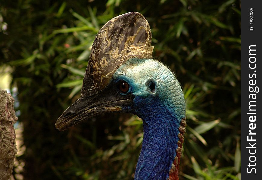 Casuarius casuarius, Cassowaries are classified in the phylum Chordata, subphylum Vertebrata, class Aves, order Struthioniformes, family Casuariidae. Casuarius casuarius, Cassowaries are classified in the phylum Chordata, subphylum Vertebrata, class Aves, order Struthioniformes, family Casuariidae.