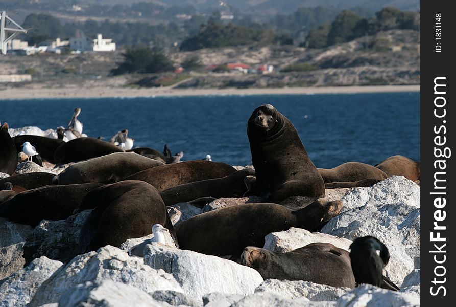 Sea lions on a pier