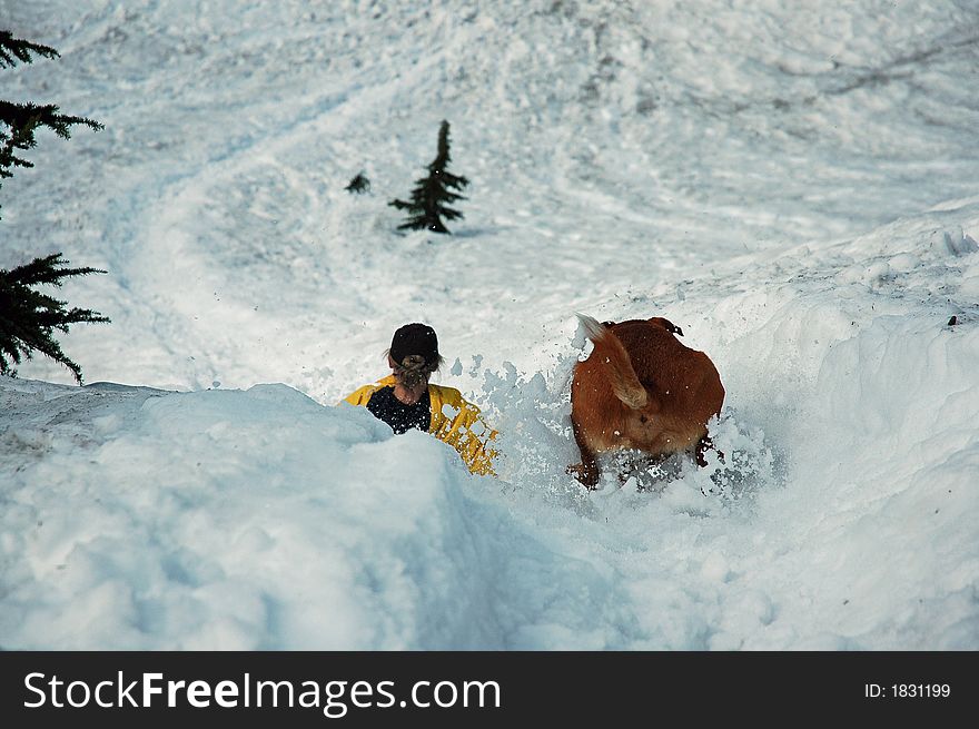 Girl with her dog sledding down the slopes of Mount Pilchuck in Washington State. Girl with her dog sledding down the slopes of Mount Pilchuck in Washington State