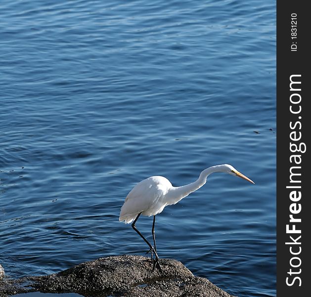 White egret standing at the Pacific Ocean
