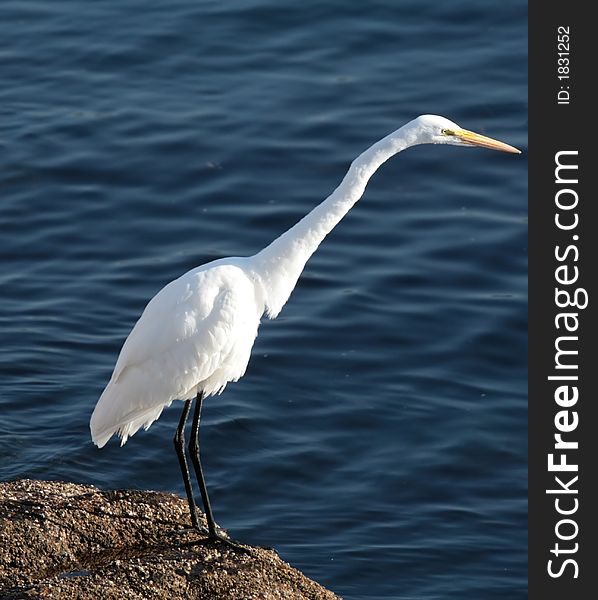 White egret standing at the Pacific Ocean