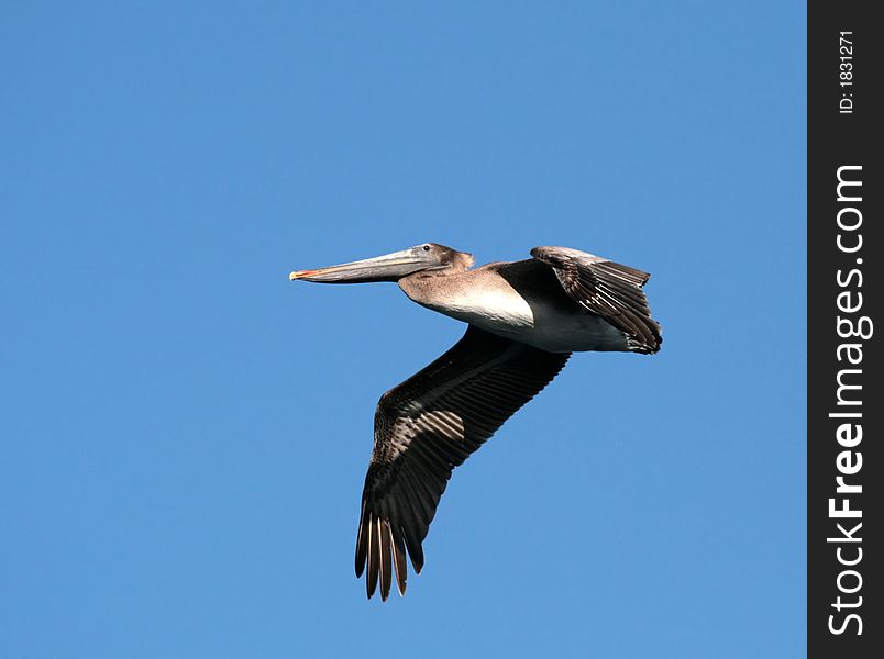 Brown pelican flying in California