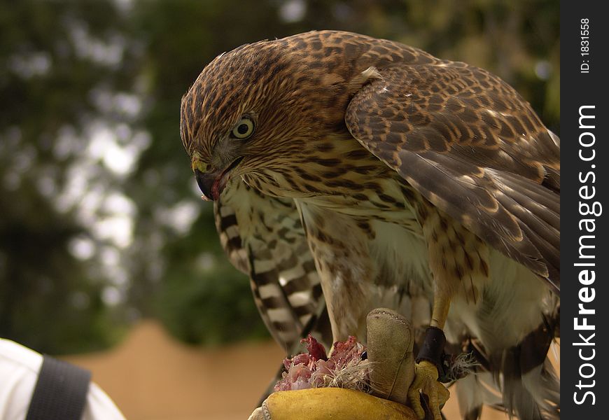 Cooper Hawk eating