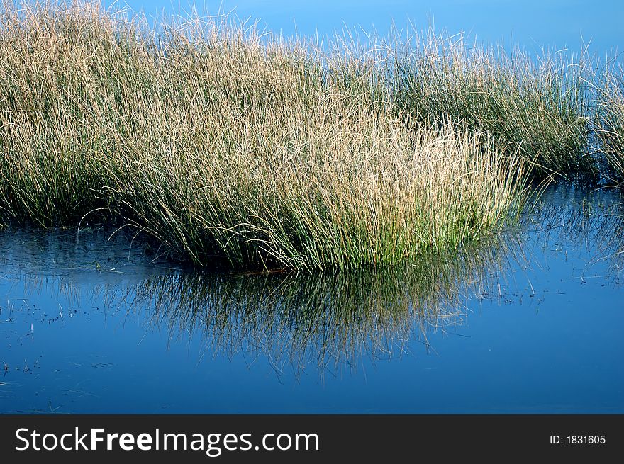 Grass reflected in water on a winter day. Grass reflected in water on a winter day