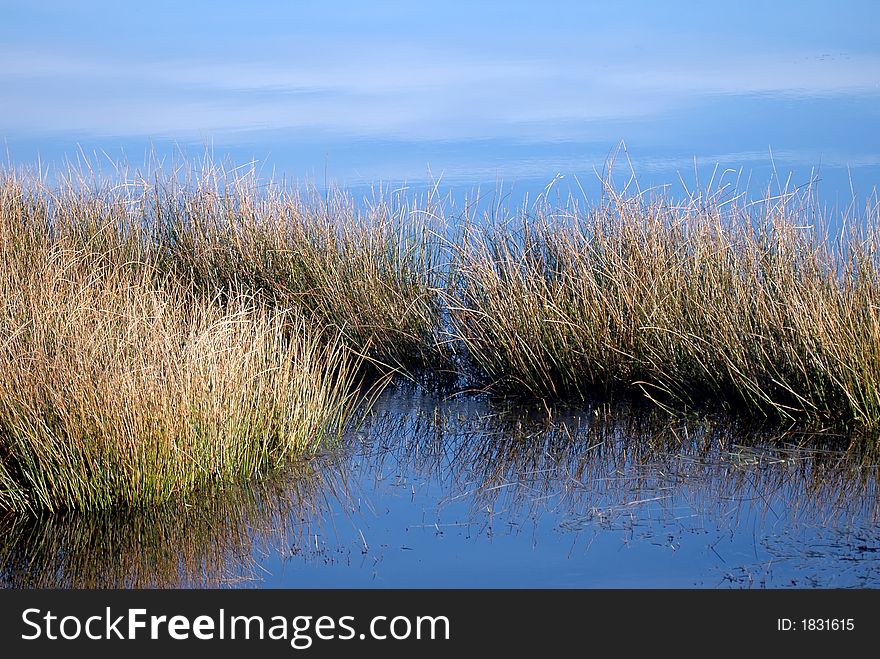 Grass reflected on water in winter. Grass reflected on water in winter