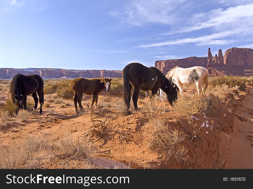 Horses Grazing In Monument Valley