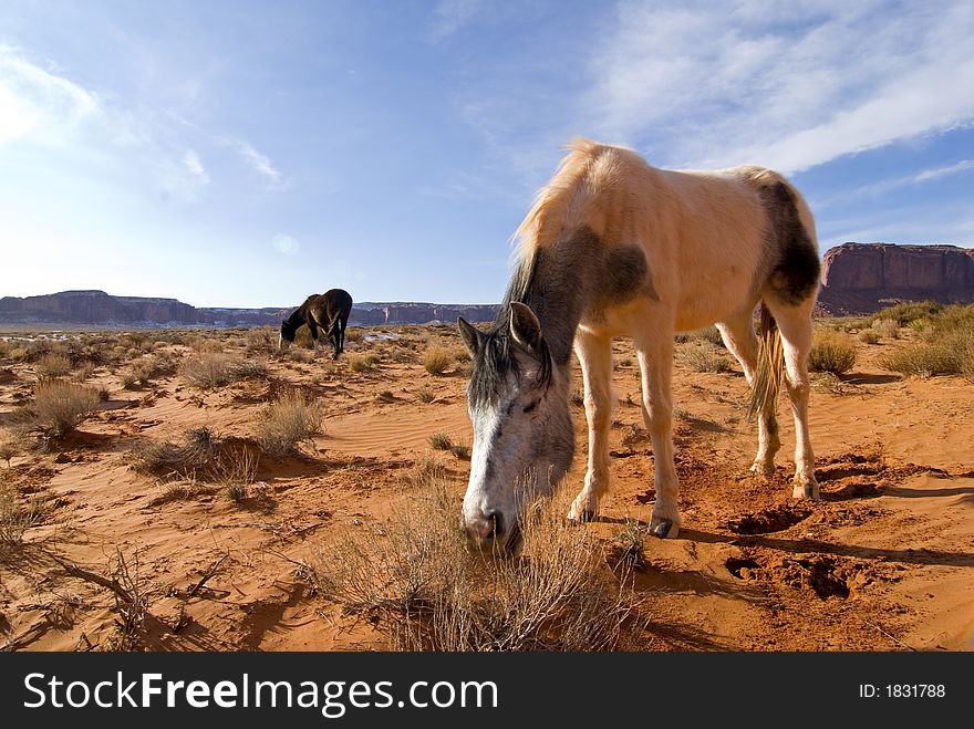 Monument Valley white horse