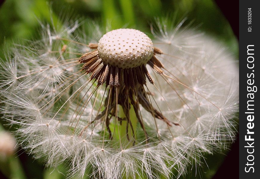 Detail of ragged dandelion seeds