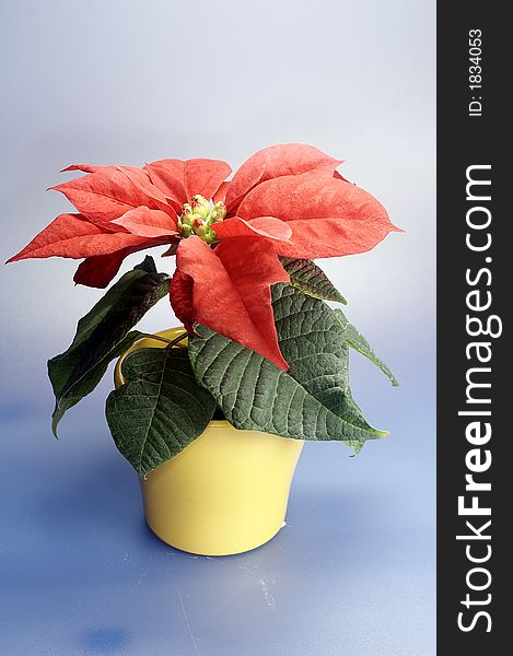 Weihnachtsstern , lovely holiday flower in red and green. Weihnachtsstern , lovely holiday flower in red and green