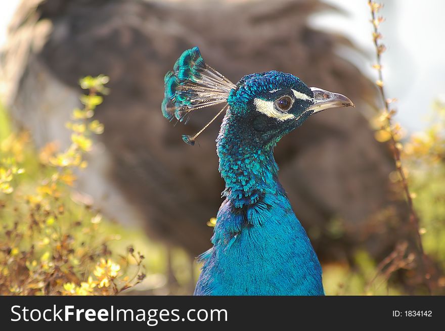 Pavo cristatus in a park. Pavo cristatus in a park