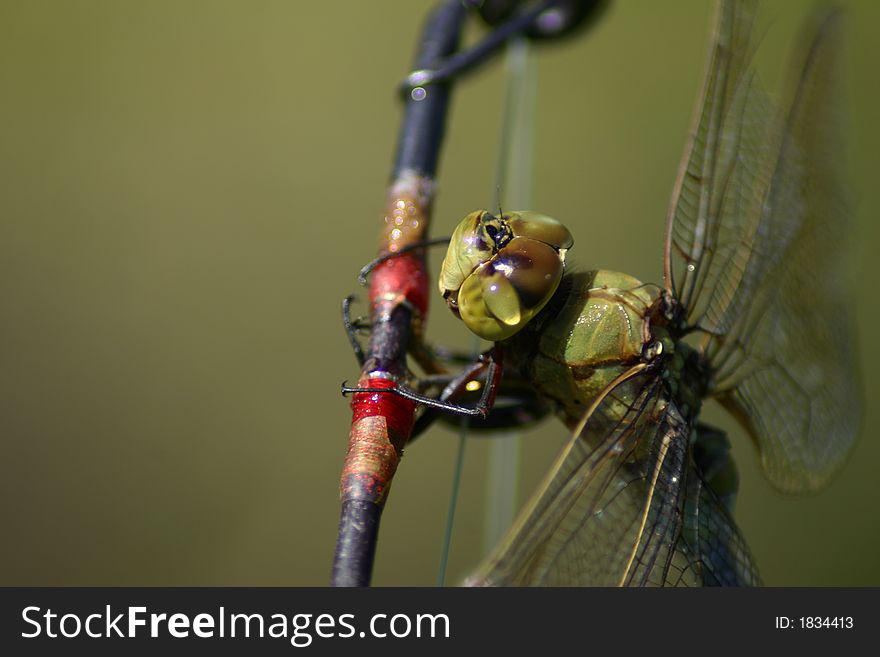 Dragonfly taking a break on fishing rod. Dragonfly taking a break on fishing rod