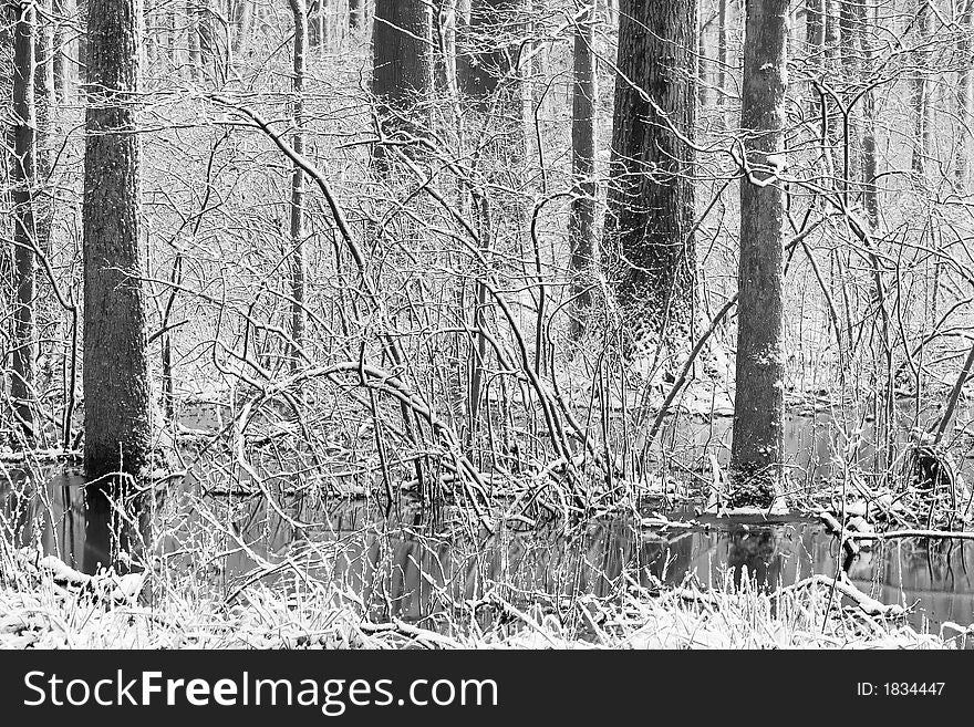 Black and white photo of a snowy winter scene in a wooded swamp. Black and white photo of a snowy winter scene in a wooded swamp.