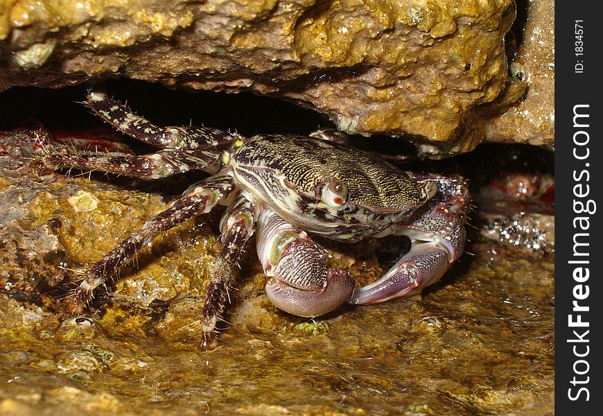 Small beautiful and colorful crab on the coast.