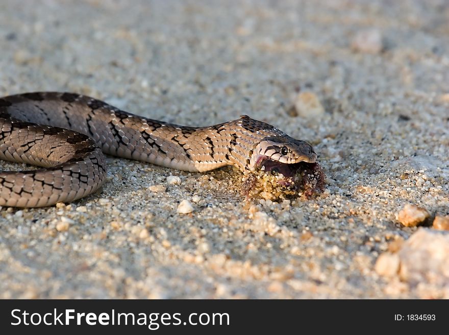 Snake in kruger national park south africa. Snake in kruger national park south africa