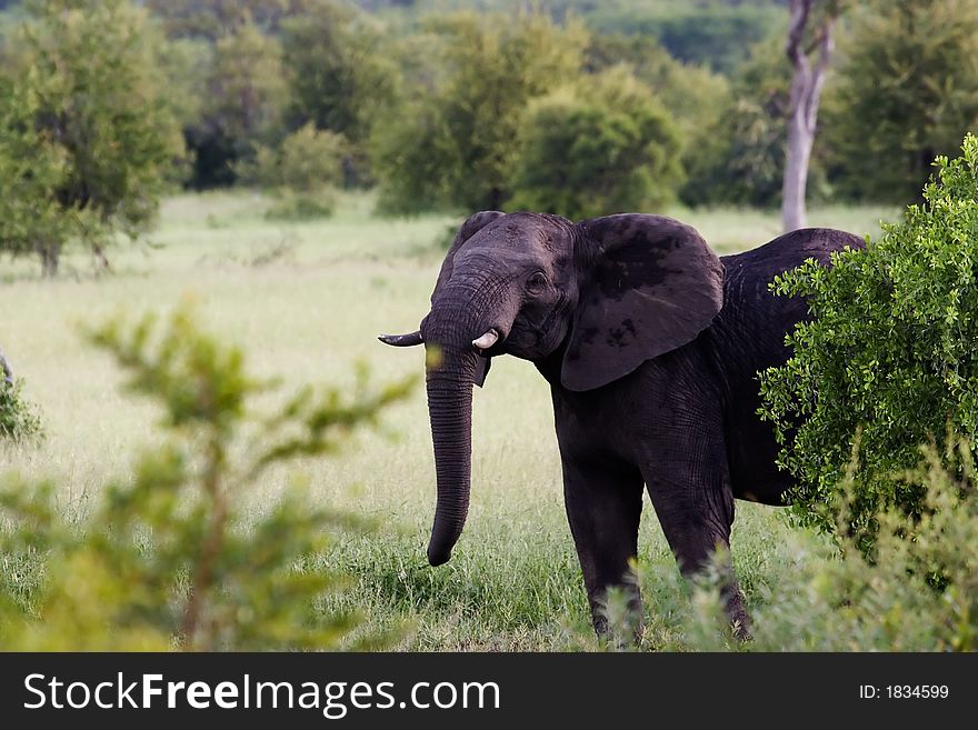 Young elephant in the Kruger Park. Young elephant in the Kruger Park