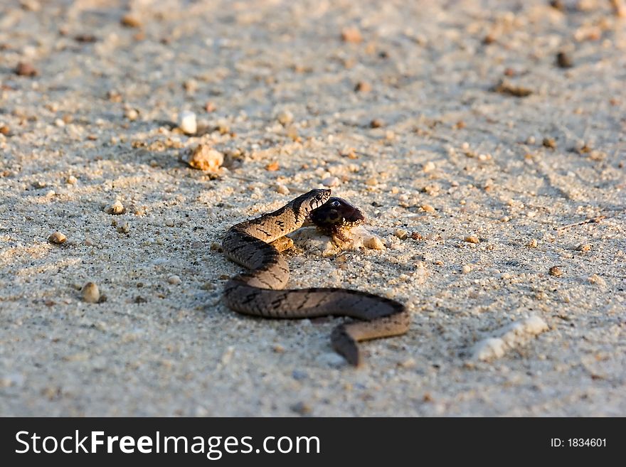 Snake in kruger national park south africa. Snake in kruger national park south africa