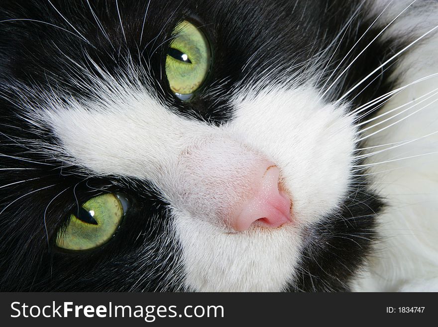 Close-up image of a black and white cat with green eyes. Close-up image of a black and white cat with green eyes