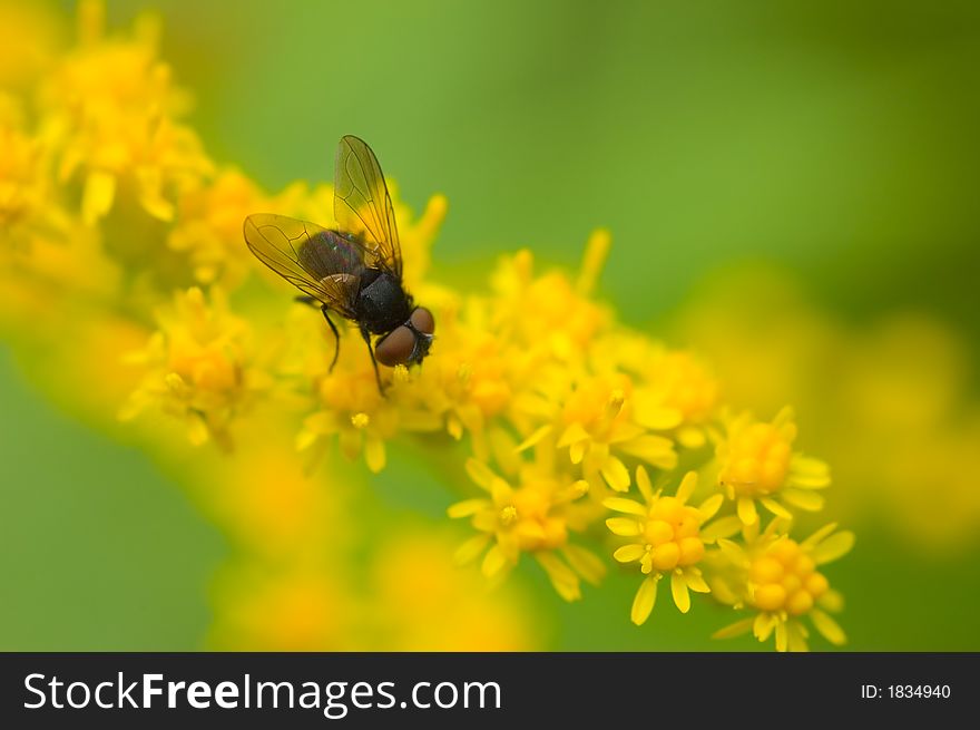 Black fly on yellow flowers