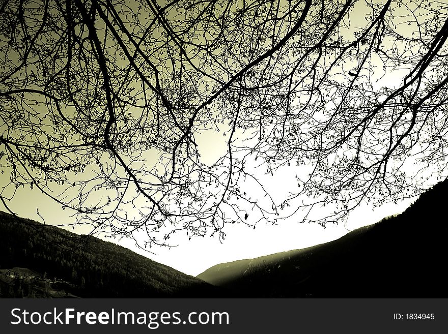Branches of a leafless tree against a winter sky (sepia). Branches of a leafless tree against a winter sky (sepia)