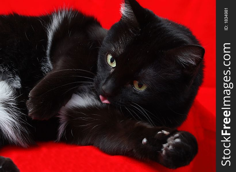 Black cat with tongue out on red background. Black cat with tongue out on red background