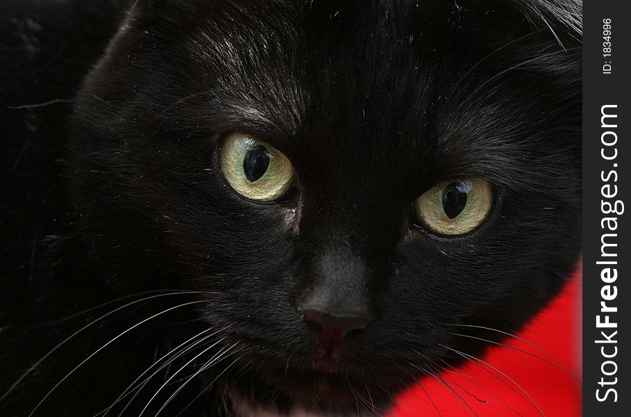 Close-up of black cat on red background. Close-up of black cat on red background