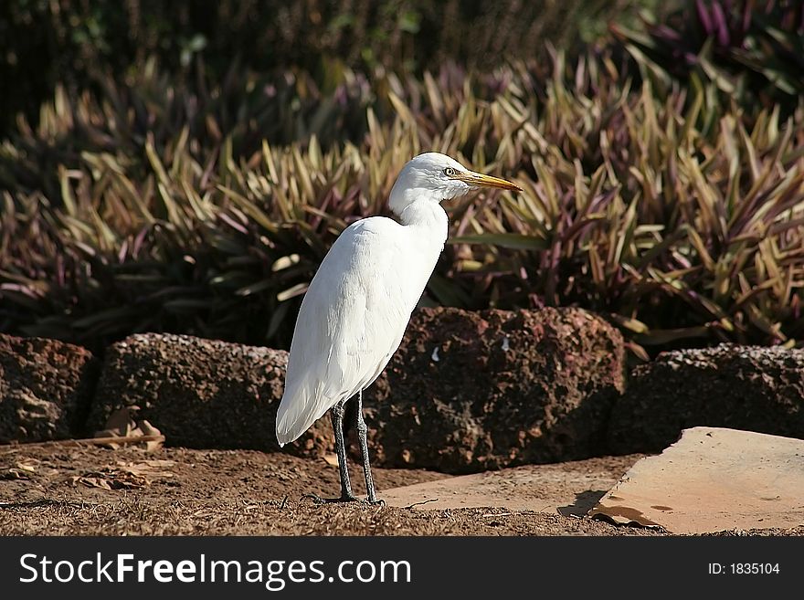 The white heron costs on a background of stones and a fine bush.