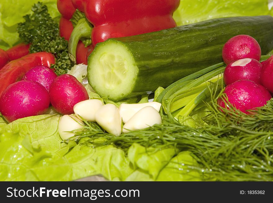 Set of fresh spring vegetables: onions, lettuce, garlic, till, parsley