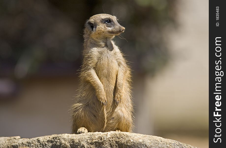 A meerkat sitting upright on a rock. A meerkat sitting upright on a rock