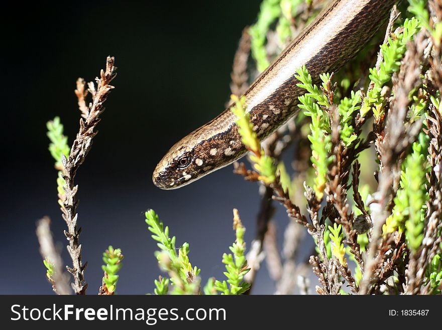 Slowworm, blindworm, slow-worm, in Estonian forest. Slowworm, blindworm, slow-worm, in Estonian forest