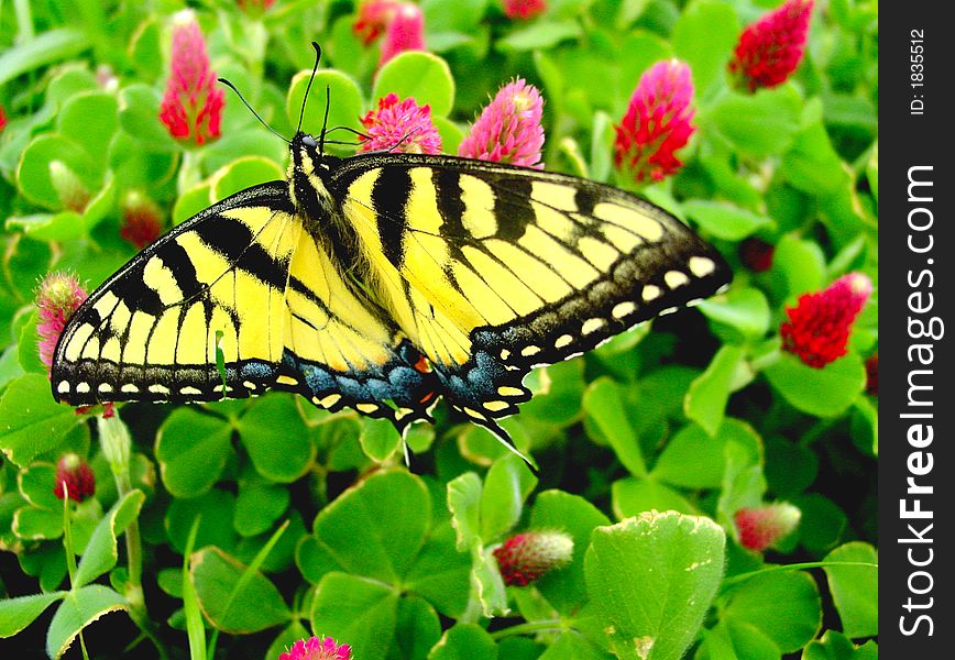 Eastern tiger swallowtail on crimson clover in spring. Eastern tiger swallowtail on crimson clover in spring