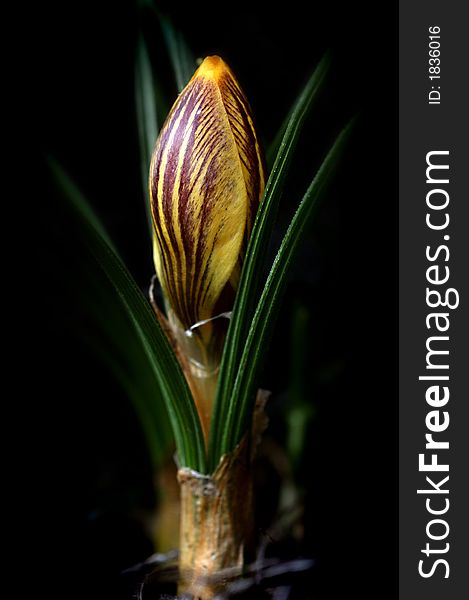 A photo of a yellow crocus on black background