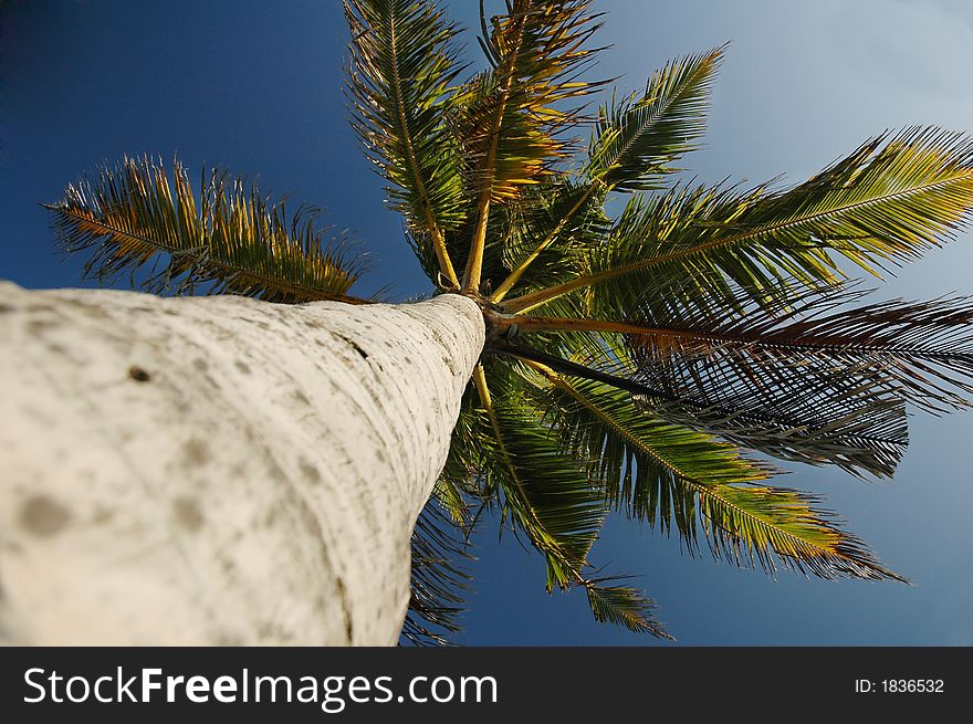 Small tropical coconut tree in the blue sky. Small tropical coconut tree in the blue sky