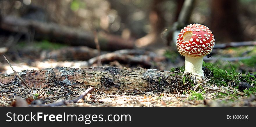 Young fly amanita in forest. Young fly amanita in forest