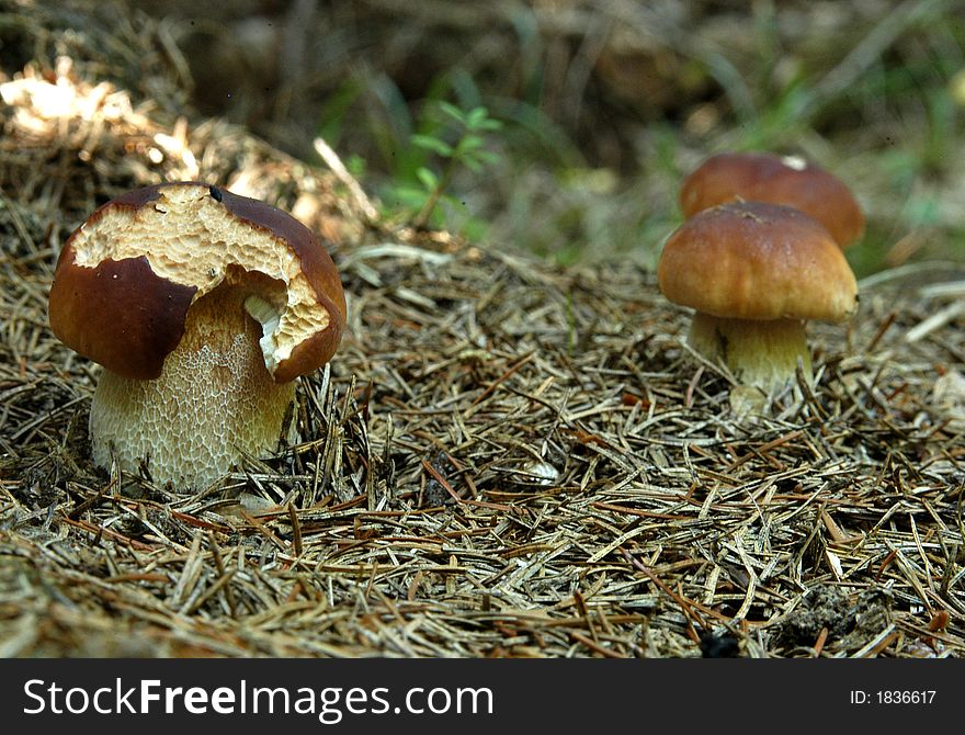 Wild mushroom in the forest