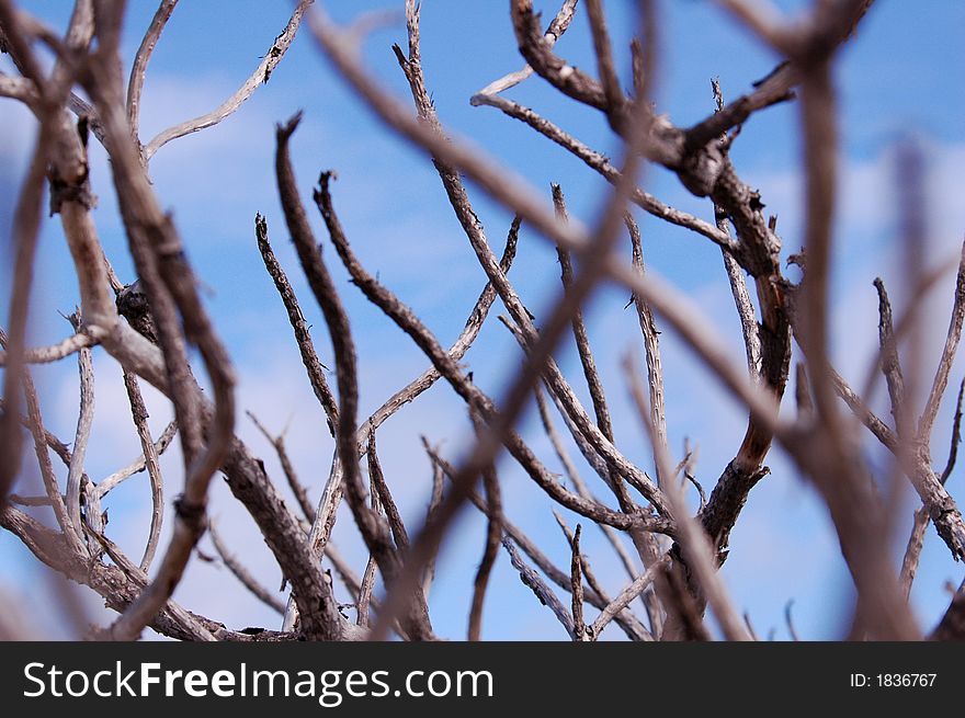 Tropical dri tree