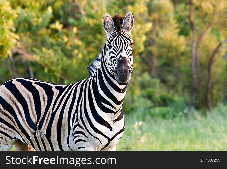 Zebra in summertime in kruger national park