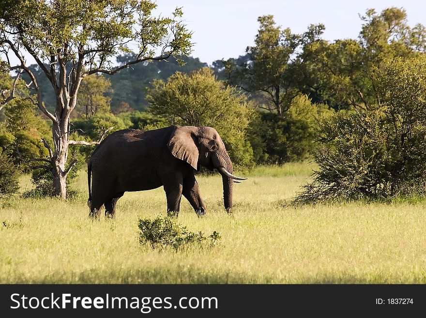 African elephant in Kruger National Park South Africa