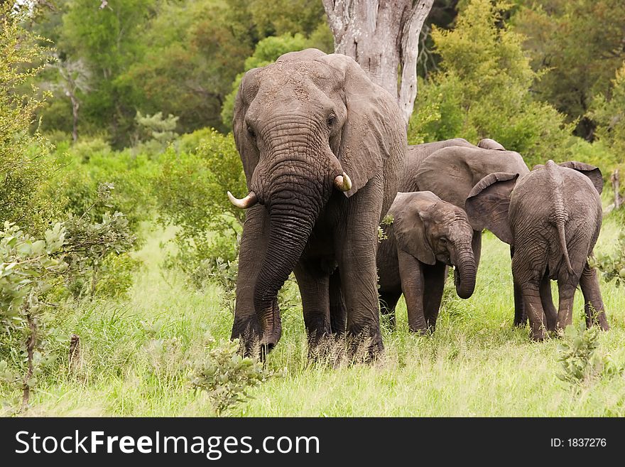 African elephant in Kruger National Park South Africa