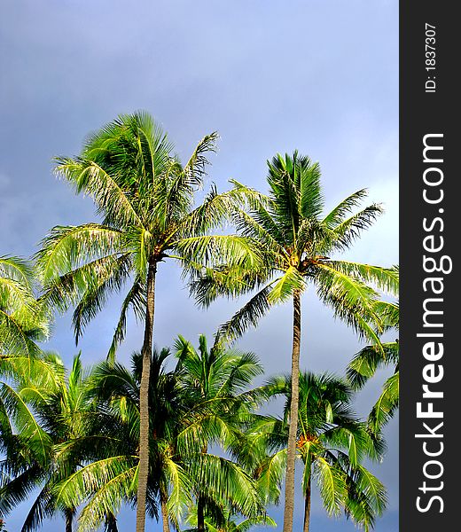 Palms with blue sky as background