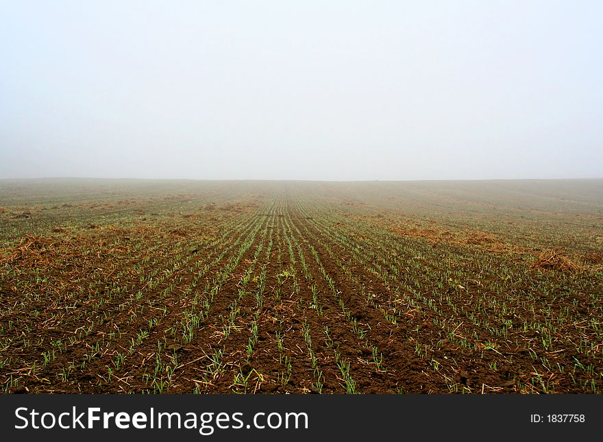 Field after reaping in mist at daylight. Field after reaping in mist at daylight