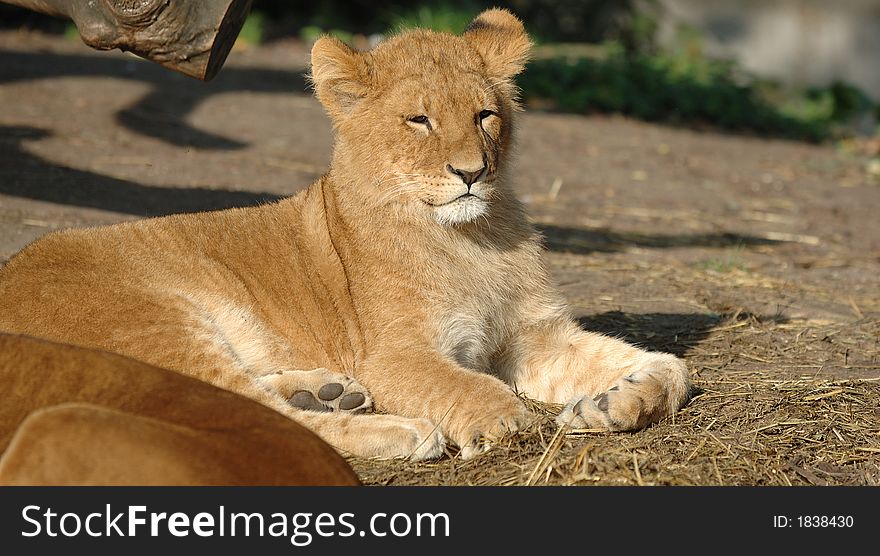 Baby lion