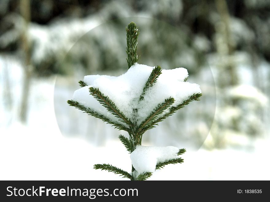 Branch of a spruce covered with snow