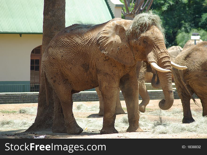 Elephant at play with straw in Pretoria Zoo, Gauteng South Africa