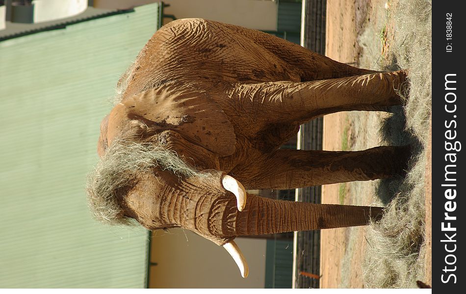 Elephant at play with straw in Pretoria Zoo, Gauteng South Africa