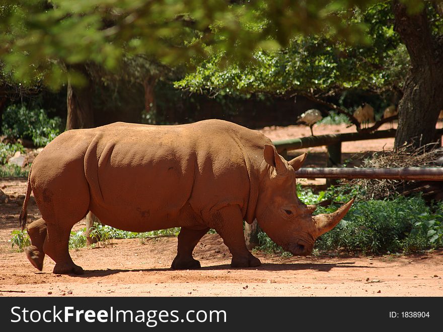 Female white rhino looking for some shade on a hot summer's day at Pretoria Zoo