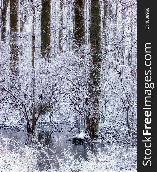 A snowy winter scenic of a wooded swamp. A snowy winter scenic of a wooded swamp