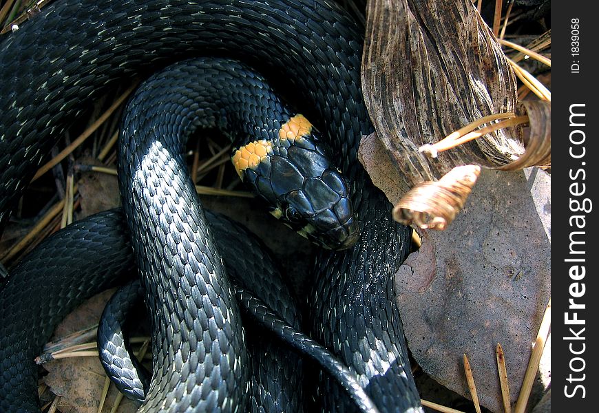 Snake on a hand, nature, predator