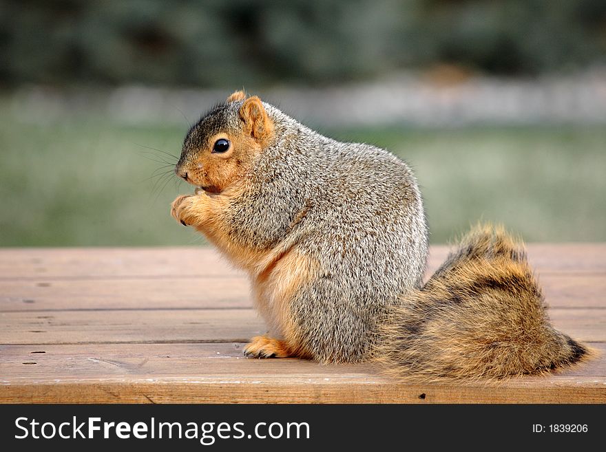 Chubby Squirrel